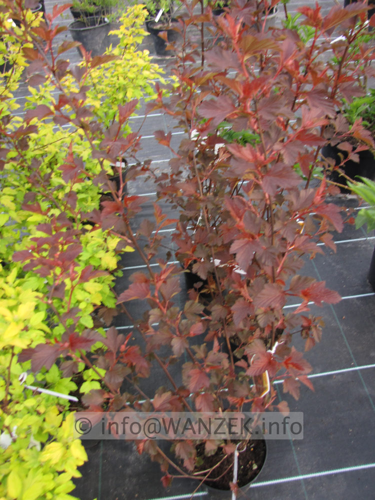 Physocarpus opulifolius Diable D'Or - im Austrieb.JPG